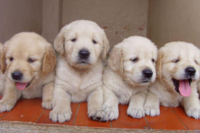 Inspecteren geweld Sicilië Puppies te koop - kleine hondenrassen